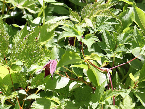 Clematis ochotensis var. fauriei