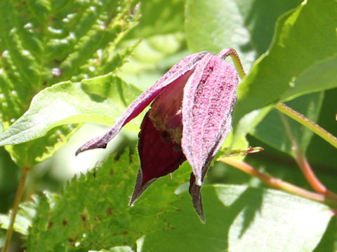 Clematis ochotensis var. fauriei