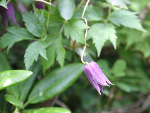 Clematis ochotensis var. fauriei