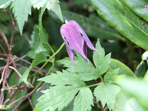 Clematis ochotensis var. fauriei