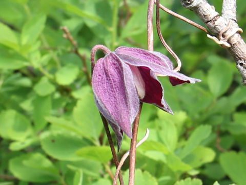 Clematis ochotensis var. fauriei