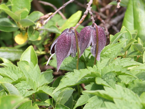 Clematis ochotensis var. fauriei