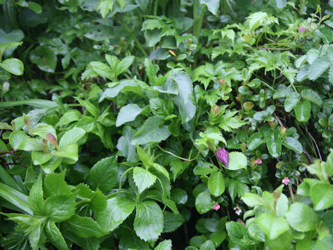 Clematis ochotensis var. fauriei