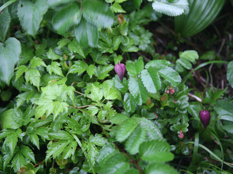 Clematis ochotensis var. fauriei