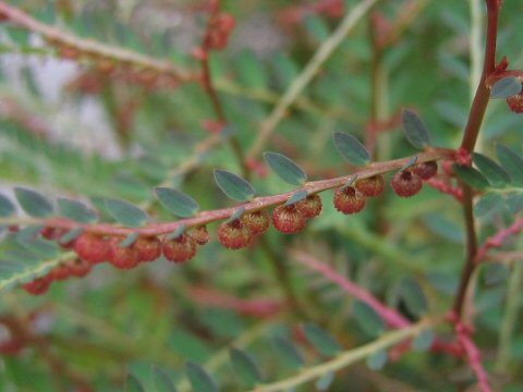 Phyllanthus urinaria