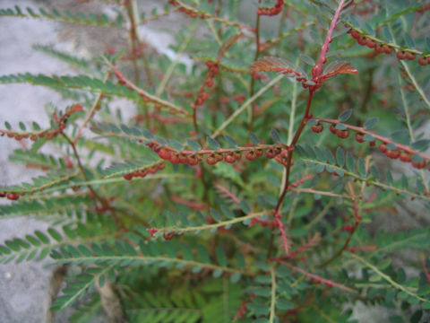 Phyllanthus urinaria