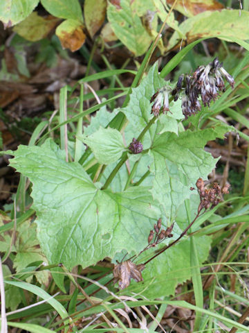 Cacalia auriculata var. bulbifera