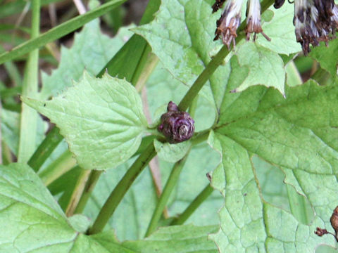 Cacalia auriculata var. bulbifera