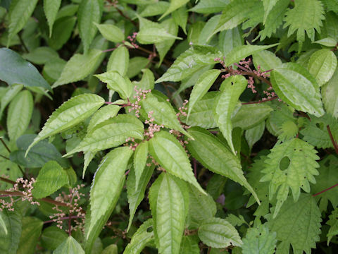 Pilea pseudopetiolaris