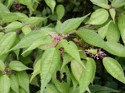 Pilea pseudopetiolaris