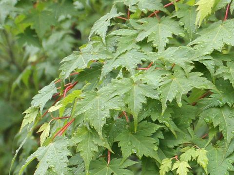 Acer micranthum