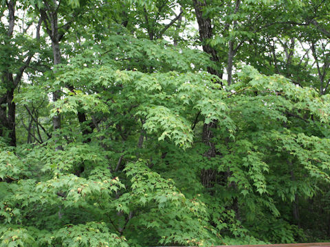 Acer micranthum