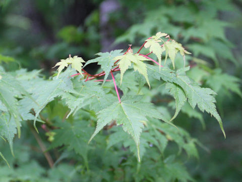 Acer micranthum