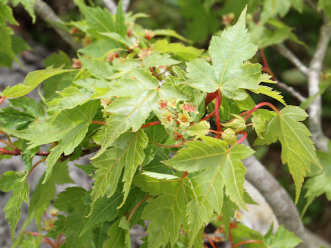 Acer micranthum