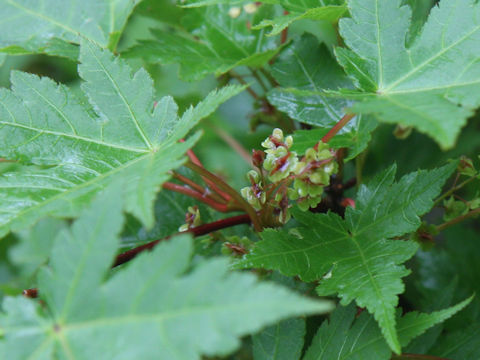 Acer micranthum