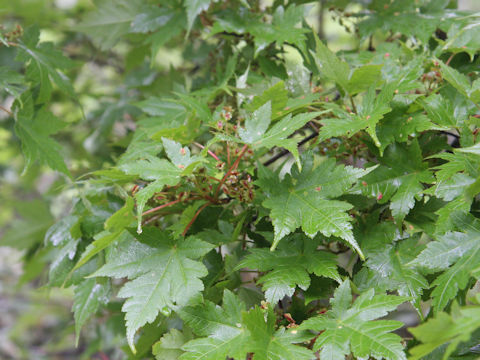 Acer micranthum