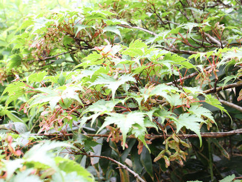 Acer micranthum