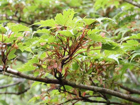 Acer micranthum