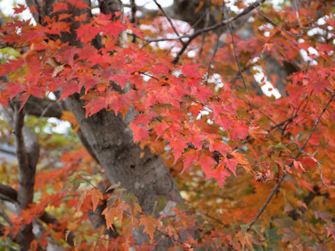 Acer micranthum