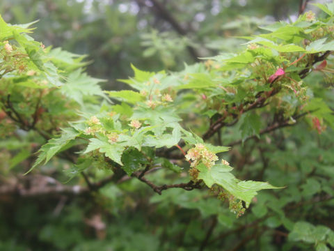 Acer micranthum