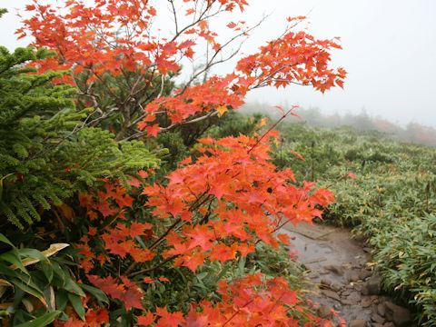 Acer micranthum