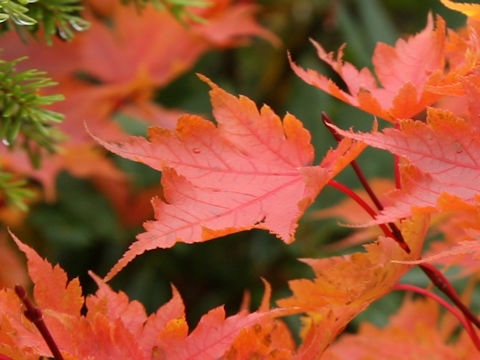 Acer micranthum