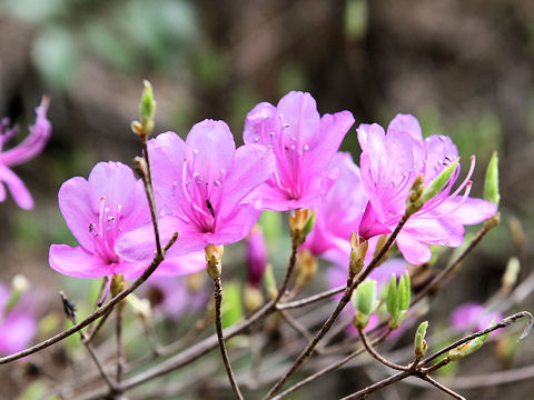 コバノミツバツツジ (Rhododendron reticulatum)