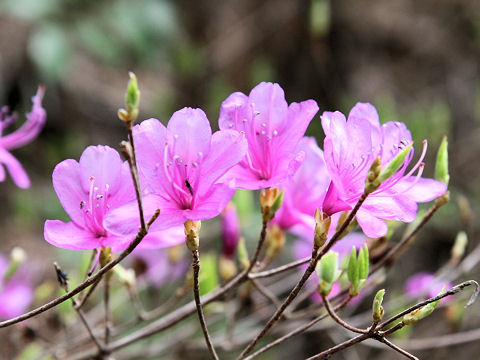 Rhododendron reticulatum