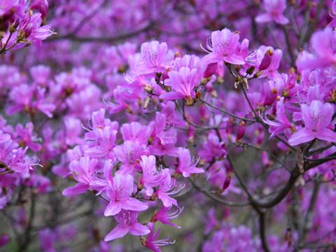 Rhododendron reticulatum