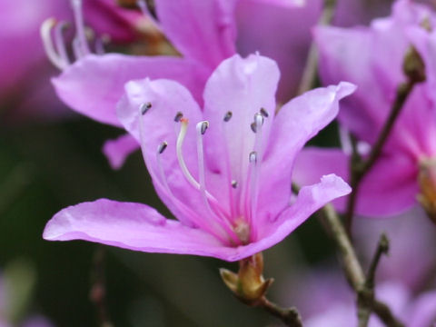 Rhododendron reticulatum