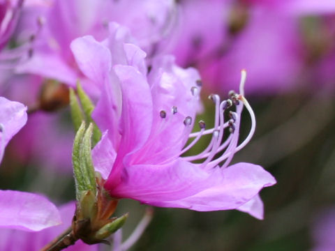 Rhododendron reticulatum