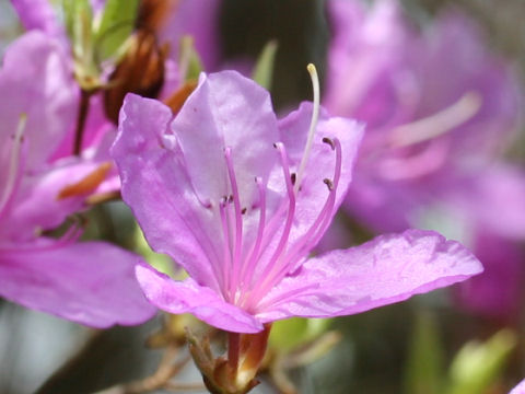 Rhododendron reticulatum