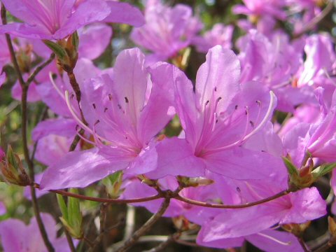 Rhododendron reticulatum