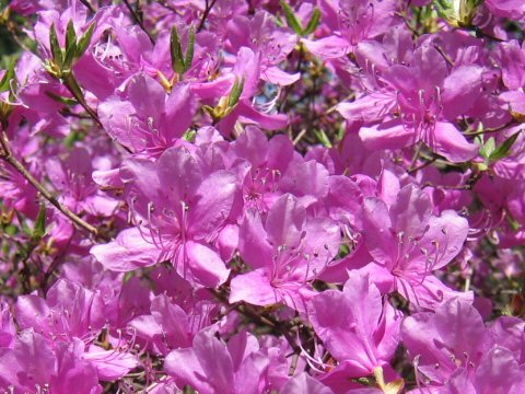 Rhododendron reticulatum