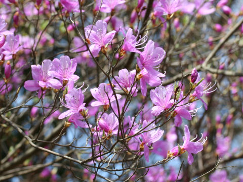 Rhododendron reticulatum