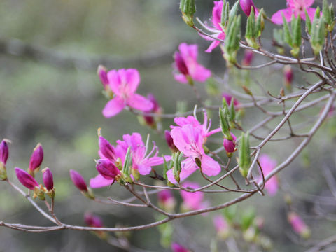 Rhododendron reticulatum