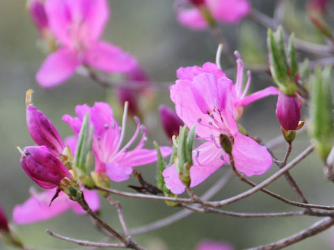 Rhododendron reticulatum