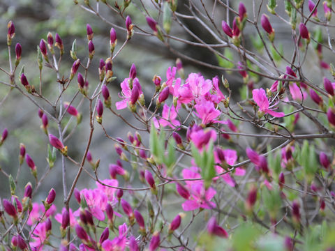 Rhododendron reticulatum