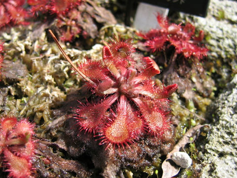 Drosera spathulata