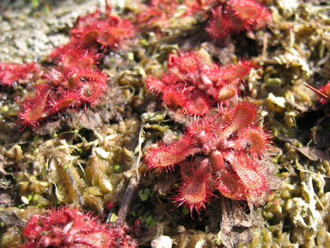 Drosera spathulata