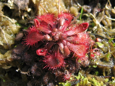 Drosera spathulata