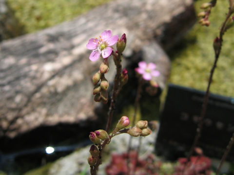 Drosera spathulata