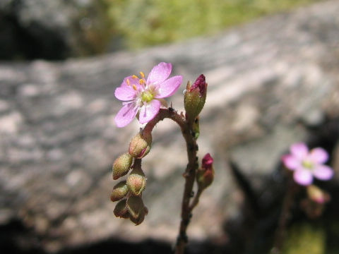 Drosera spathulata