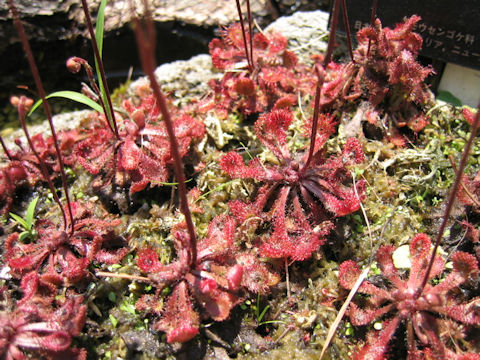 Drosera spathulata