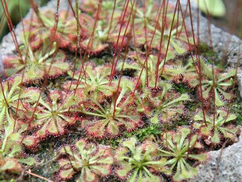 Drosera spathulata