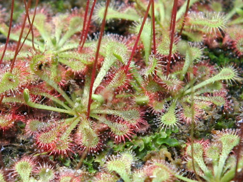 Drosera spathulata