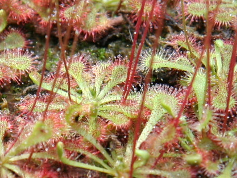 Drosera spathulata