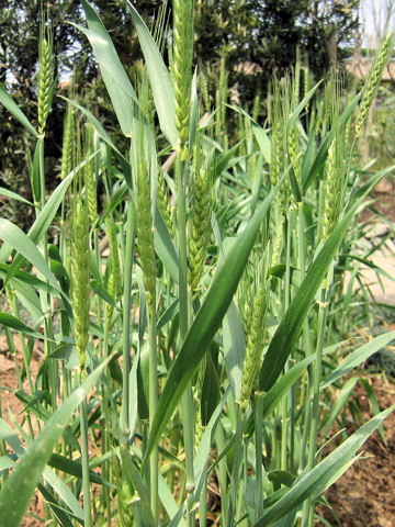 Triticum aestivum