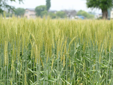 Triticum aestivum