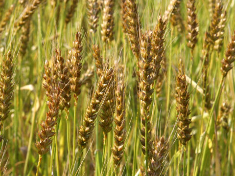 Triticum aestivum